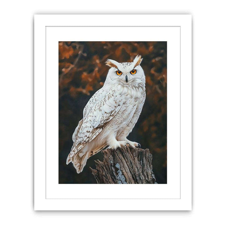 Sonwy Owl Canvas Painting 