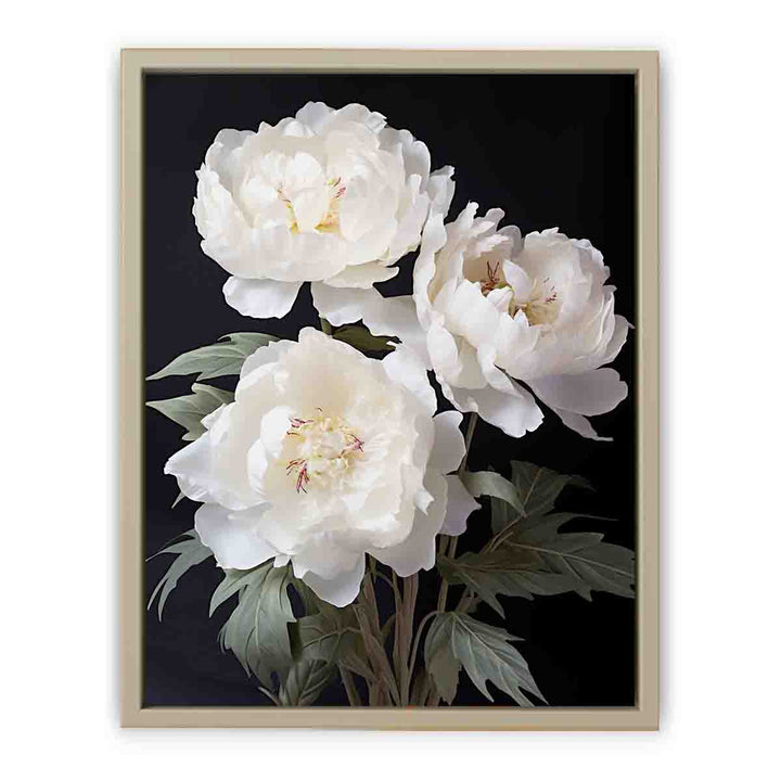 White Coral Peony Flower Art framed Print