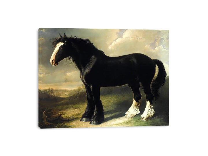 Old English Black Horse Canvas Print