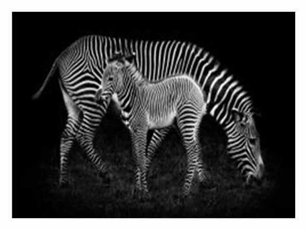 Mum & baby Zebra