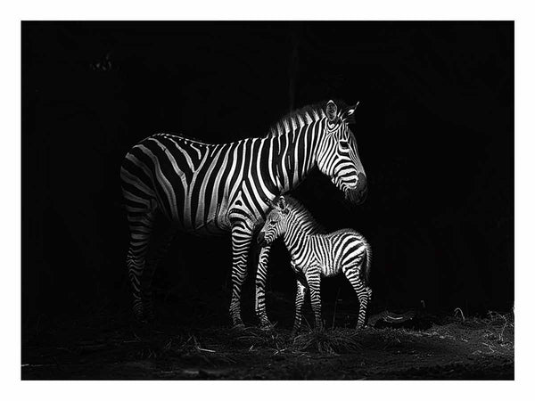 Zebra Mum & Baby