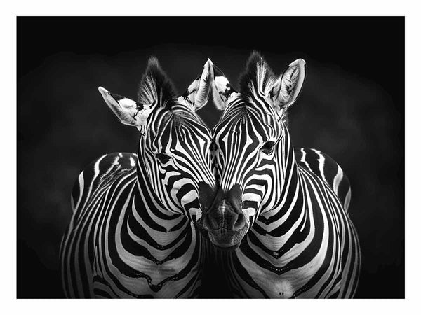 Two Zebras 