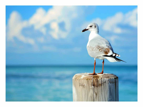 Seagull 