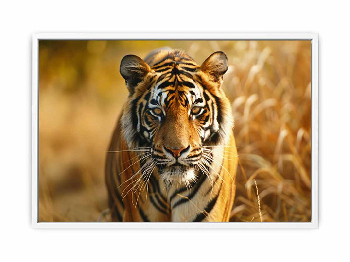 Bengal Tiger  Framed Print