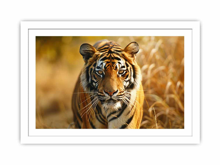 Bengal Tiger  Streched canvas