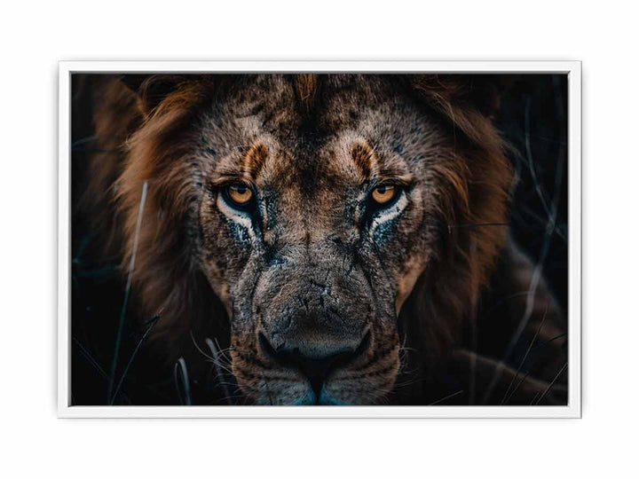 Lion  Framed Print