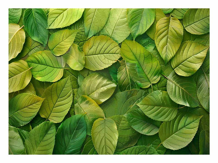 Green Leaves 