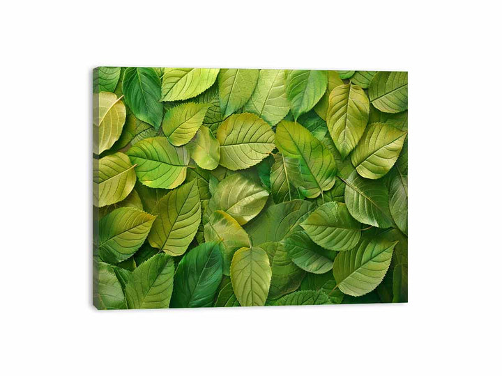 Green Leaves  Canvas Print