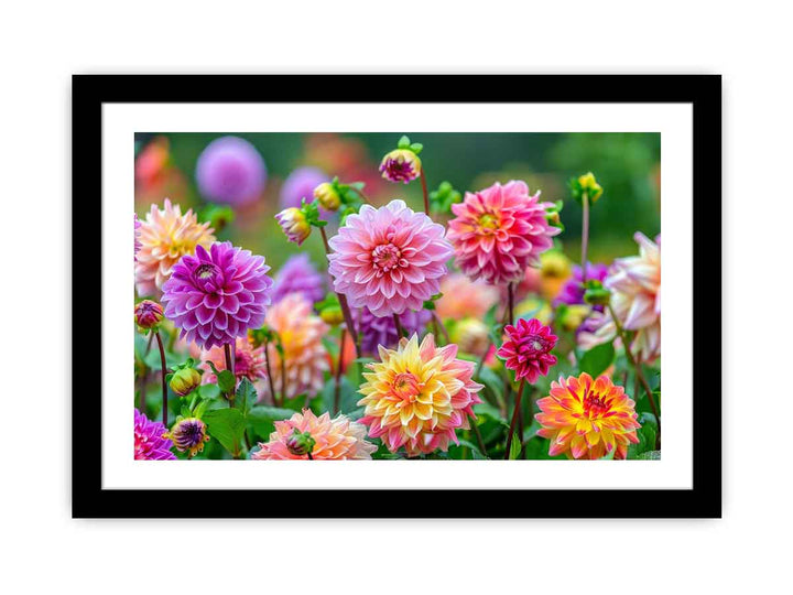 Dahlia Flowers  Art Print