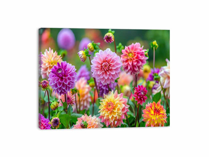 Dahlia Flowers Canvas Print