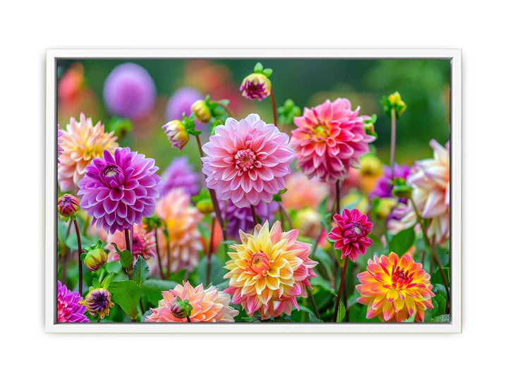 Dahlia Flowers Framed Print