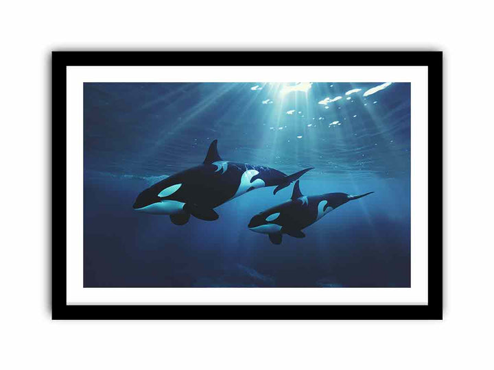 Orcas Swimming  Art Print