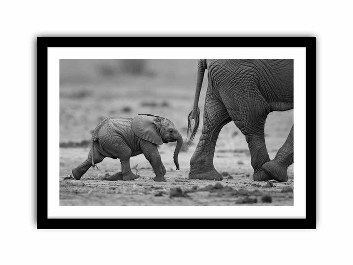 Baby Elephant    Art Print