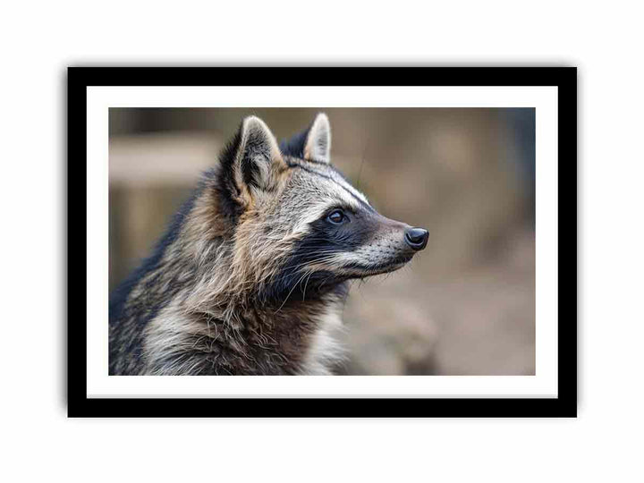 Racoon Dog  Art Print