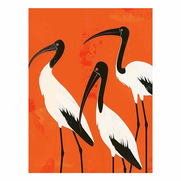 3 Ibis