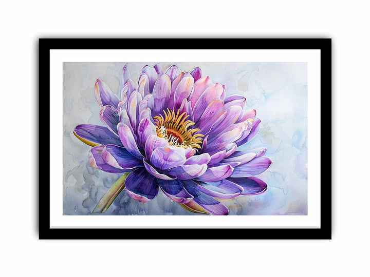 Actinotus Helianthi Flower  Art Print