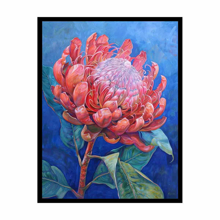 Waratah   Painting