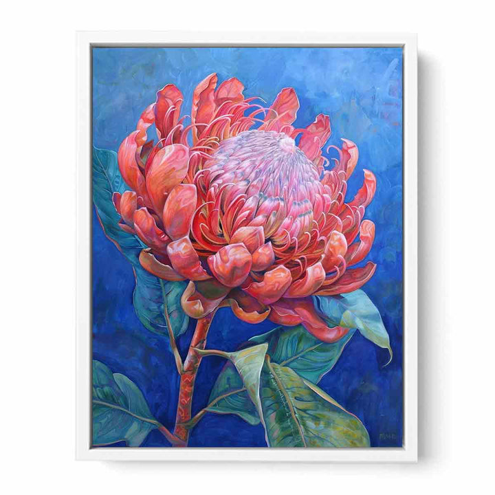 Waratah  Framed Print