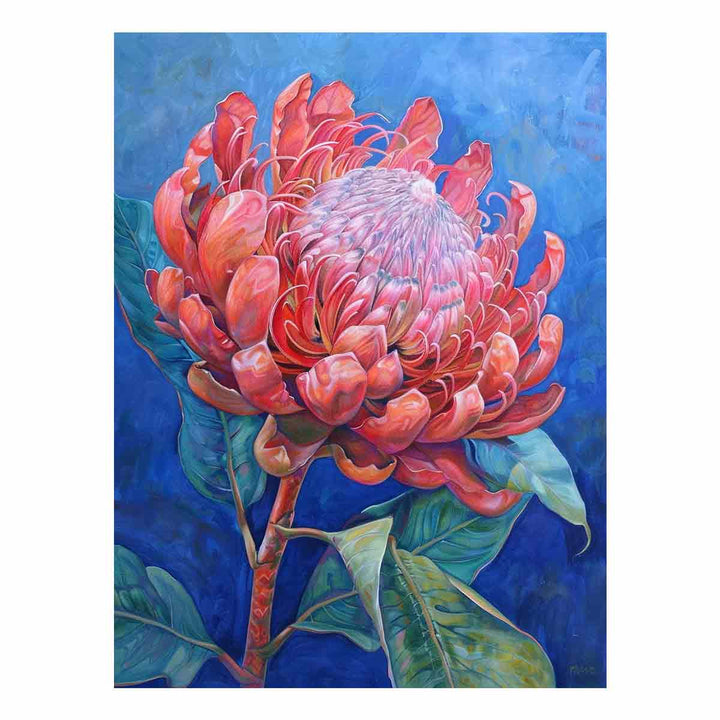 Waratah 