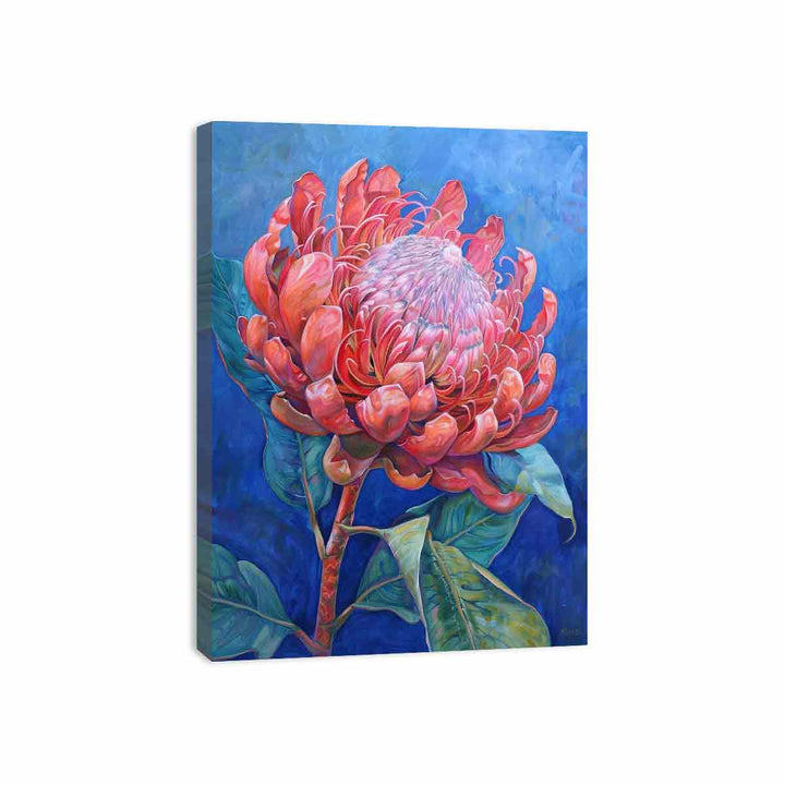 Waratah  Canvas Print