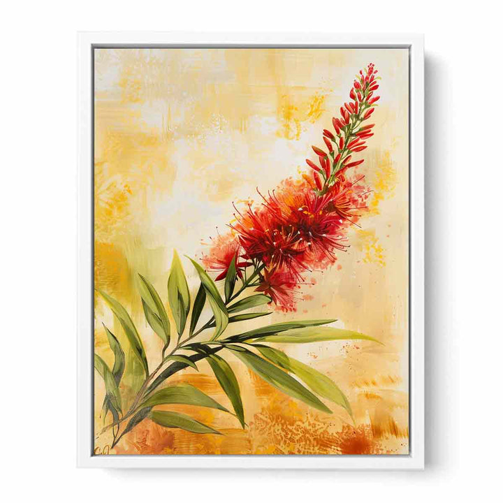 Callistemon  Framed Print