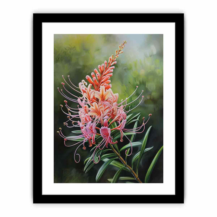 Grevillea Flower  Art Print