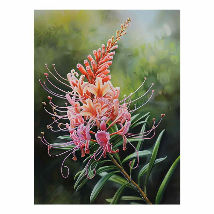 Grevillea Flower