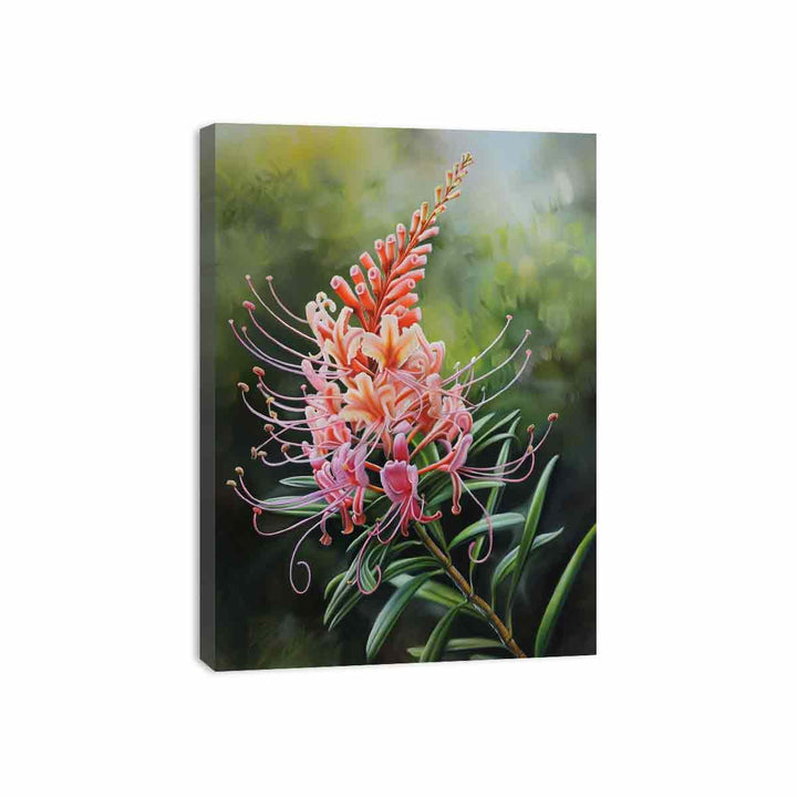 Grevillea Flower Canvas Print