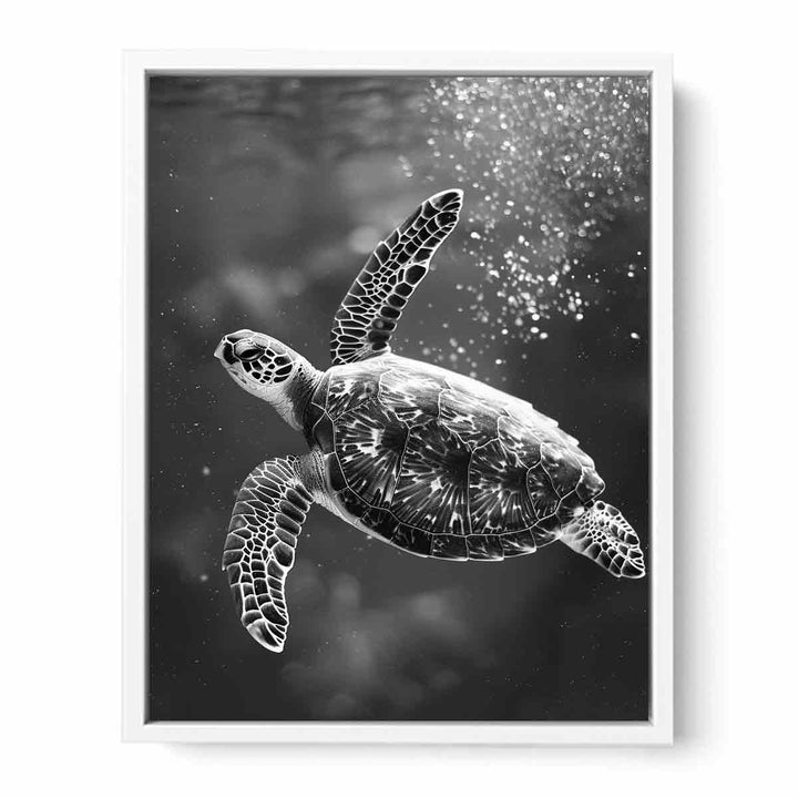 Underwater Turtle  Framed Print