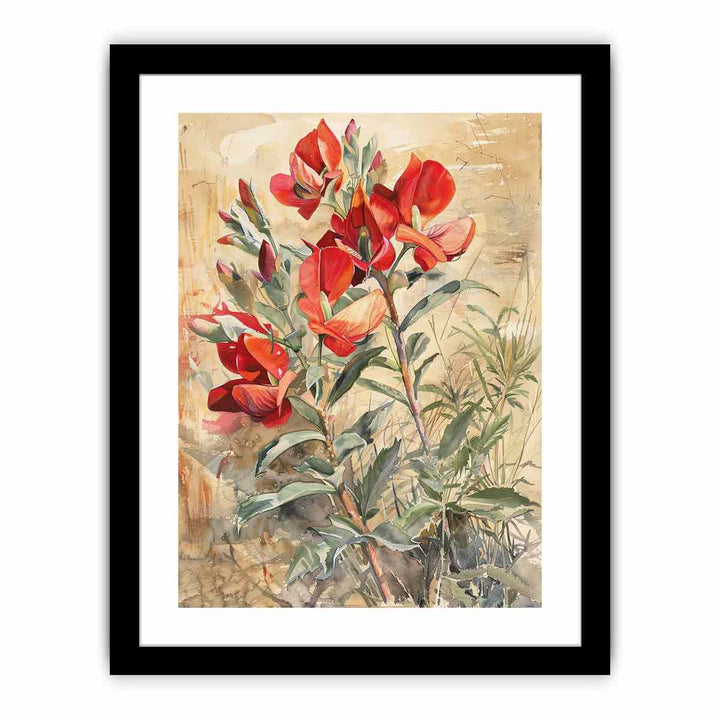 Sturts Desert Pea  Art Print