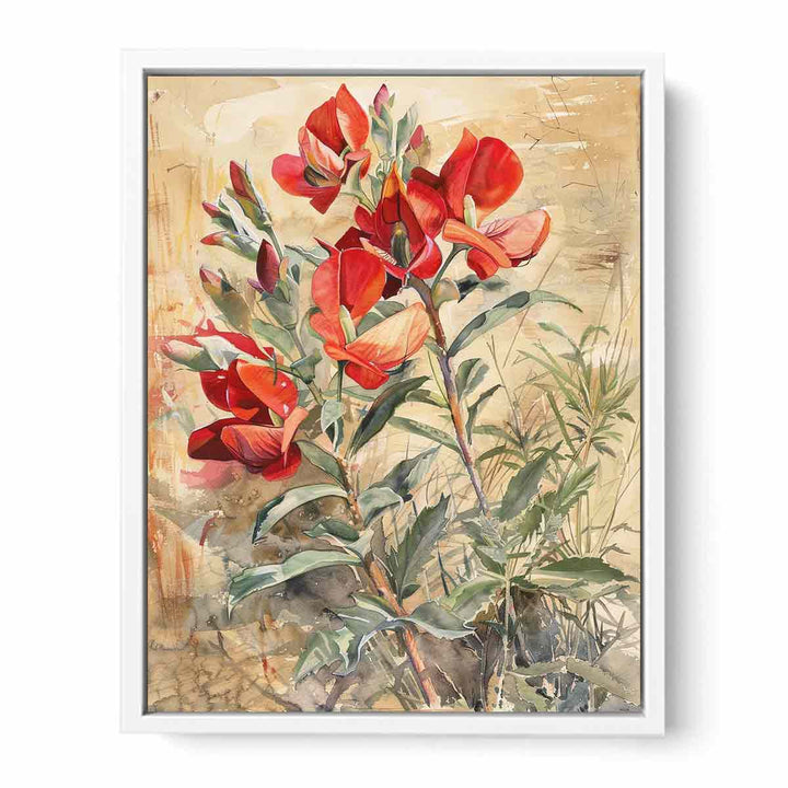 Sturts Desert Pea Framed Print