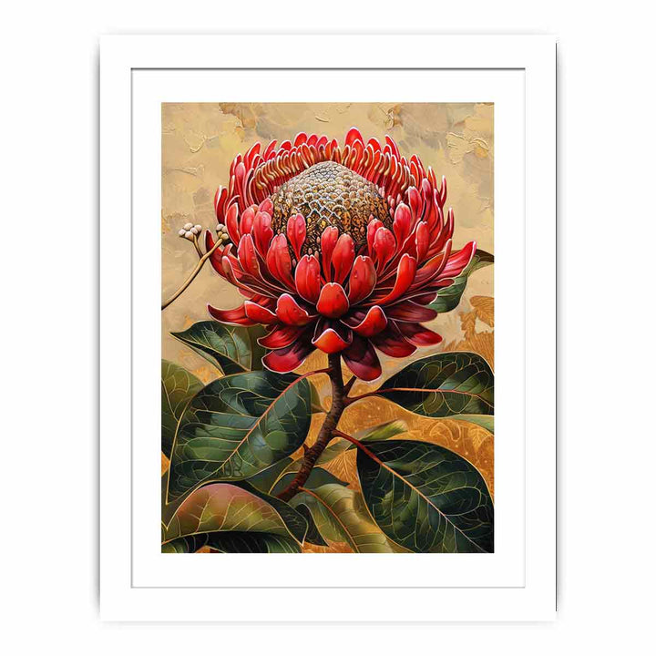 Waratah  Streched canvas