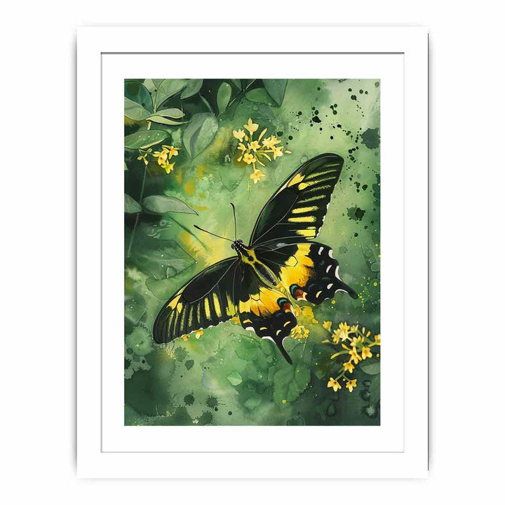 Birdwing Butterfly Streched canvas