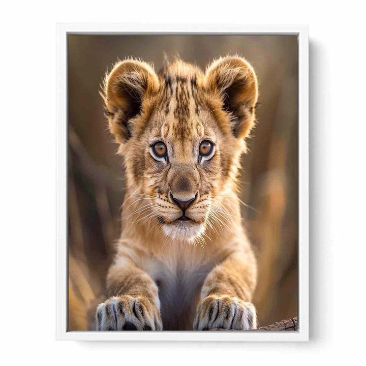 Lion Cub Framed Print