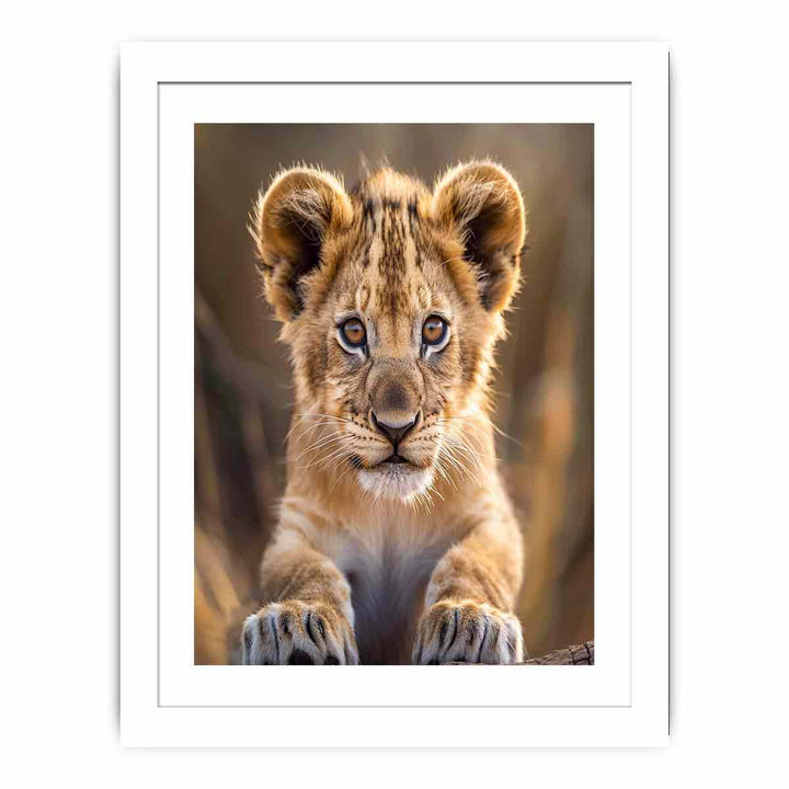 Lion Cub Streched canvas