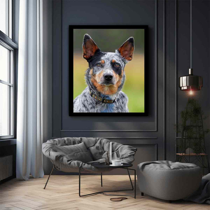 Cattle Dog 