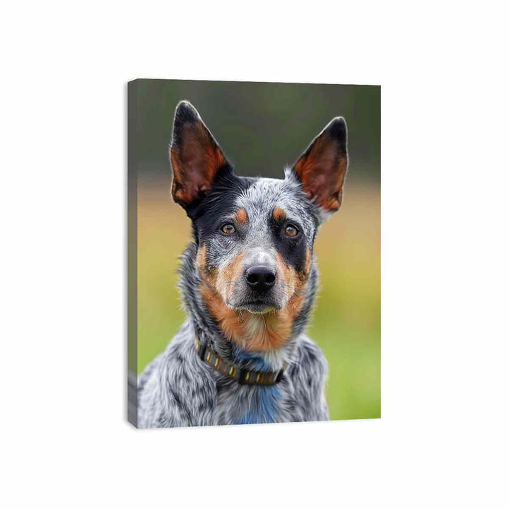 Cattle Dog Canvas Print