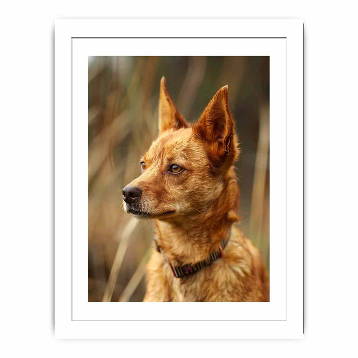 Red Heeler Streched canvas