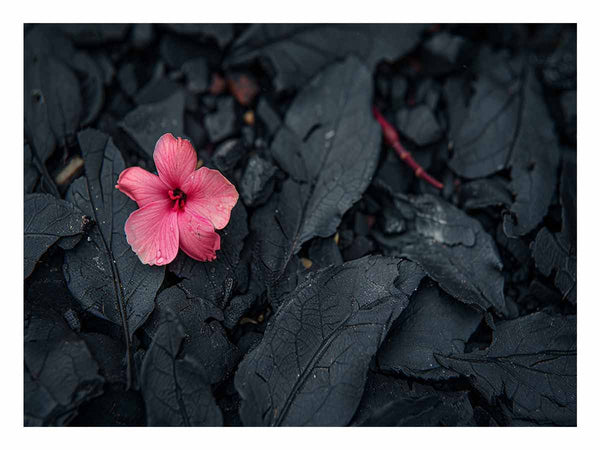 Flowering Ash