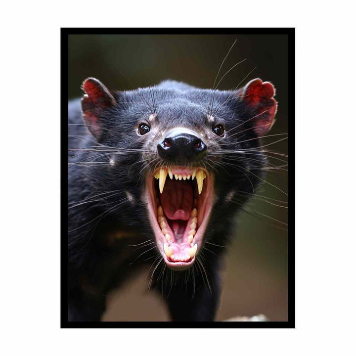 Tasmanian Devil  Painting