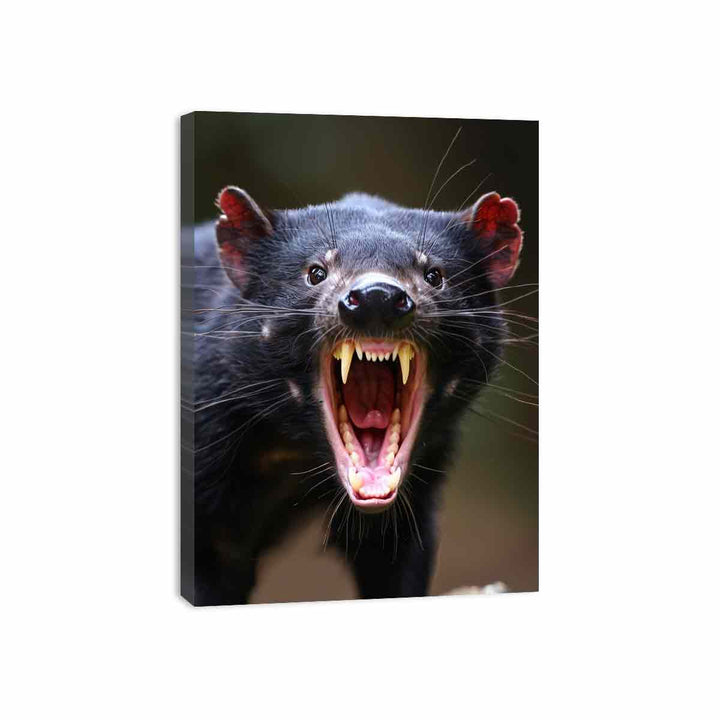 Tasmanian Devil Canvas Print