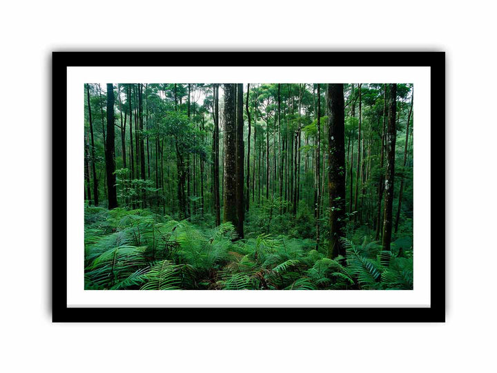 Rainforest  Art Print