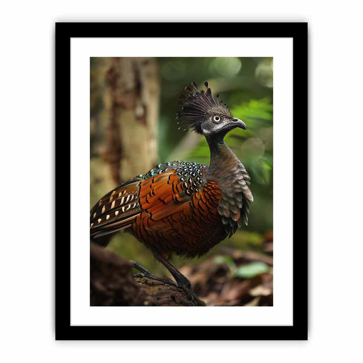 Lyrebird  Art Print