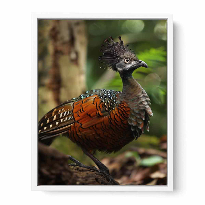 Lyrebird Framed Print