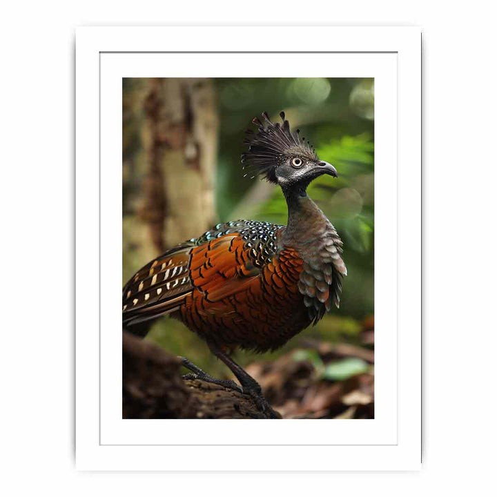 Lyrebird Streched canvas