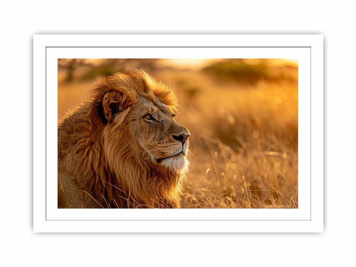 Lion Portrait  Streched canvas