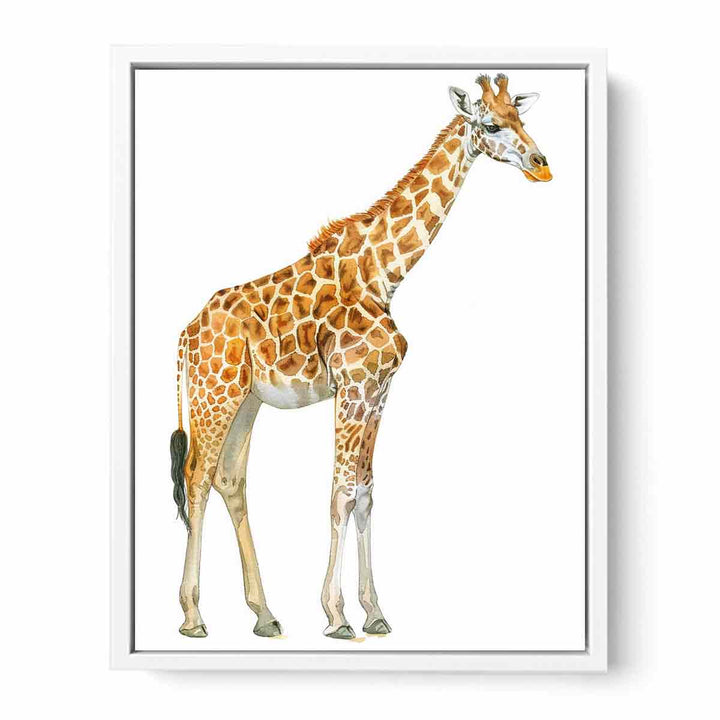 Baby Zebra Framed Print