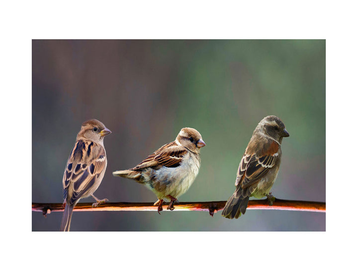  Birds on Tree Branch  Painting